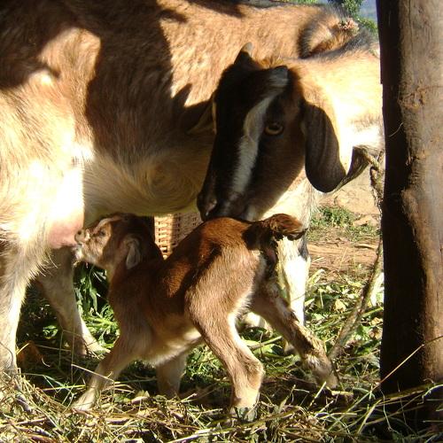 Mother's Love