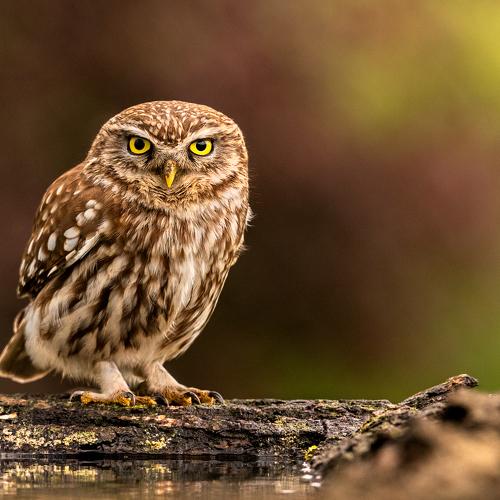 The Little Owl