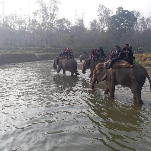 Elephant Safari at Chitwan, Nepal