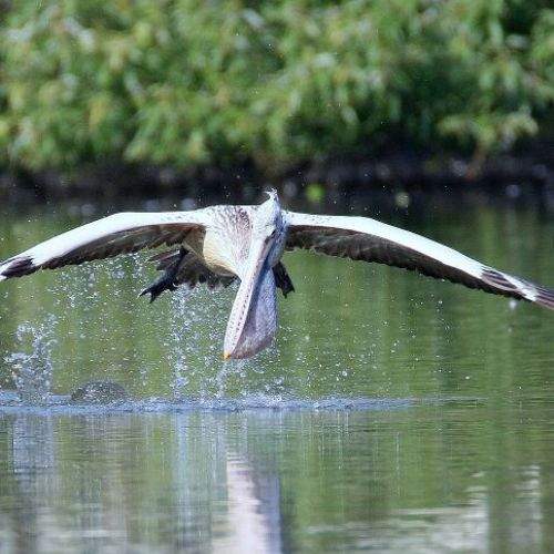 Pelican in flight