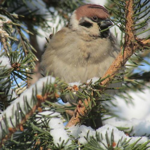 Photo #2219234