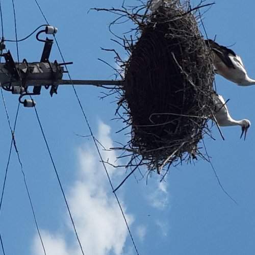 Ukrainian storks