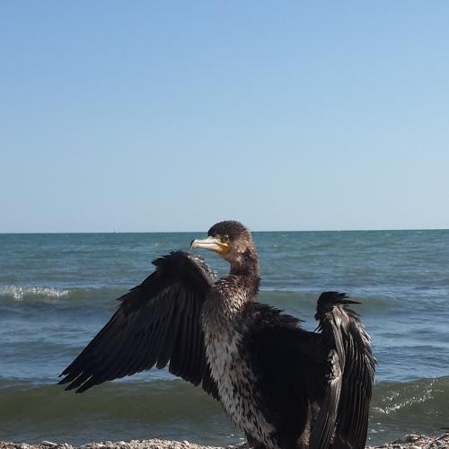 A bird that looks like Ukraine