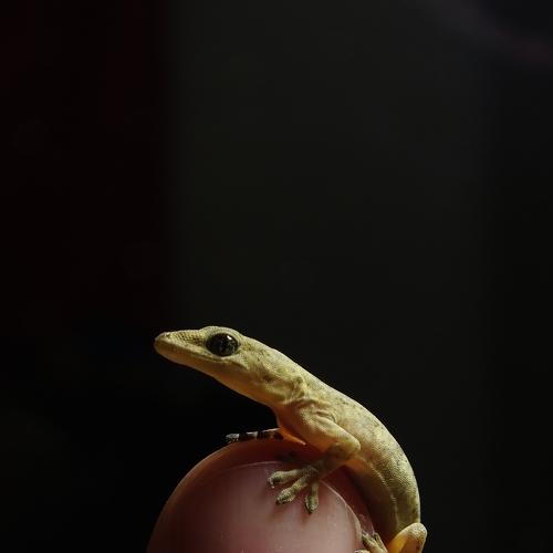 An alien on the fingertip