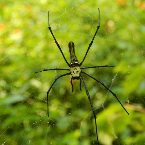 Wood spider