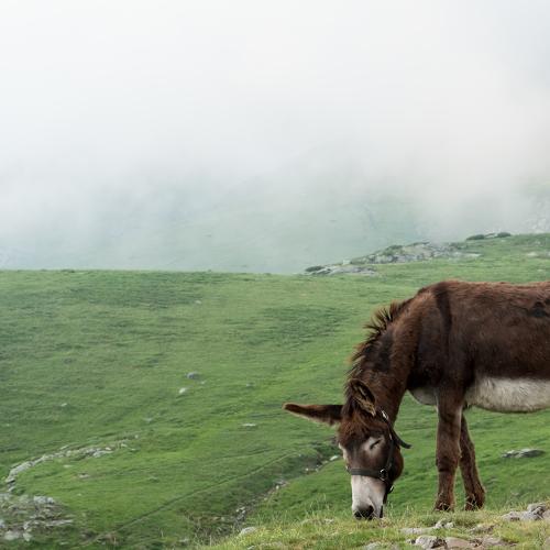 Donkey is eating grass