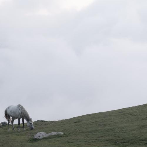 White horse in clouds