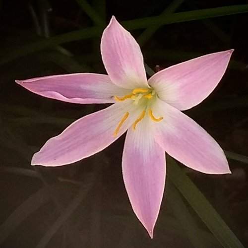 Lilly