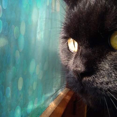 о чем думают коты?