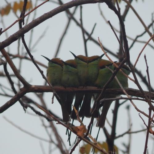 green bee eaters