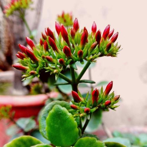 New Born Flower