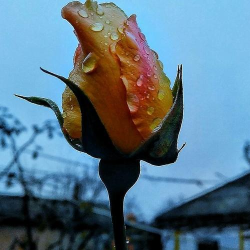 Белая роза !