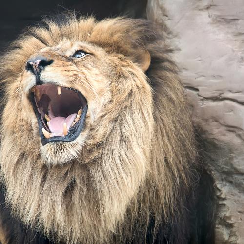 Predatory animal a lion publishes roar
