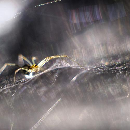 Space arachnid