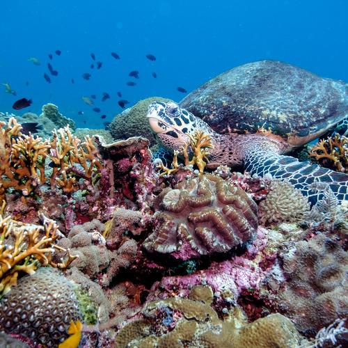 Hawksbill Sea Turtle