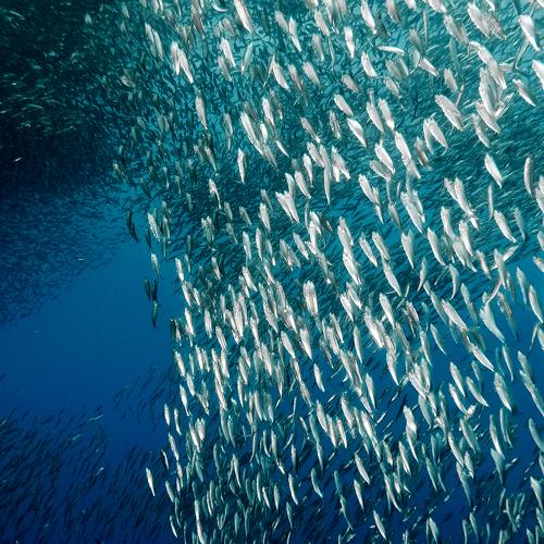 Sardine Run