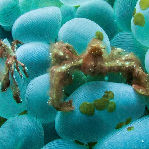 Orangutan Crabs