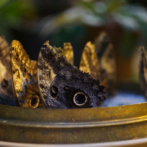 Photo #2223270