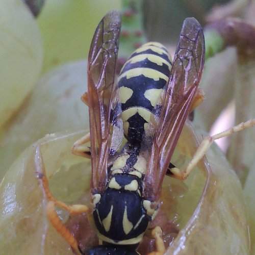 The wasp