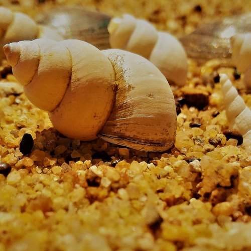 Shell