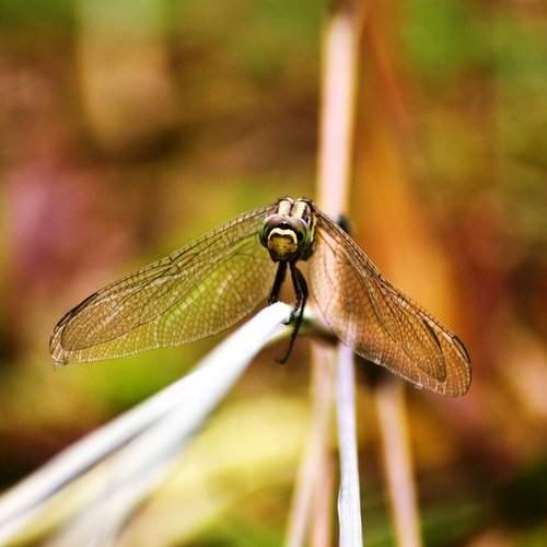 Focused Wings
