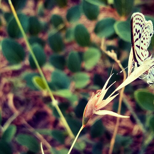 Butterflies on the grass
