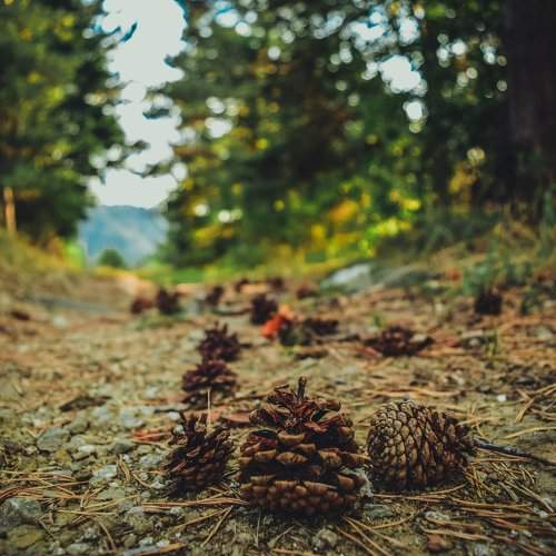 Fall is coming