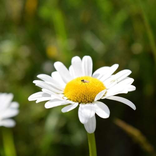 Daisy