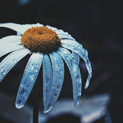 flower in rain