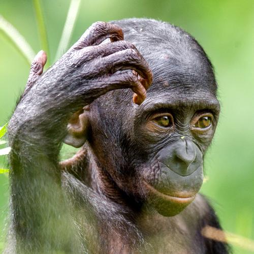 Очень близкий родственник