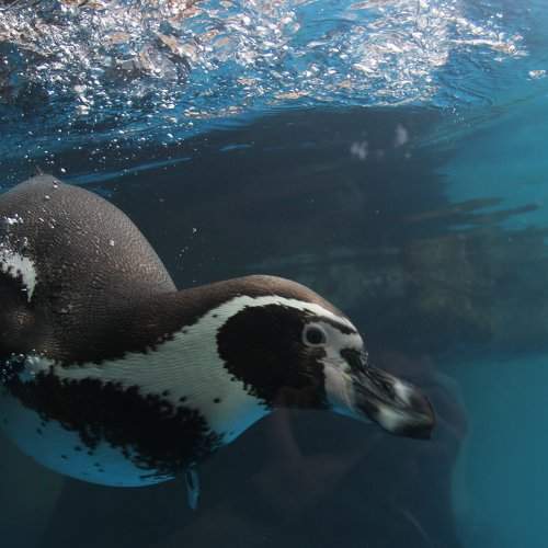 Photo #2226348