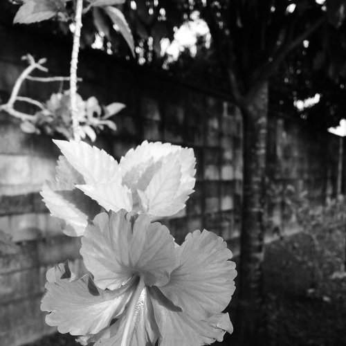 Hibiscus