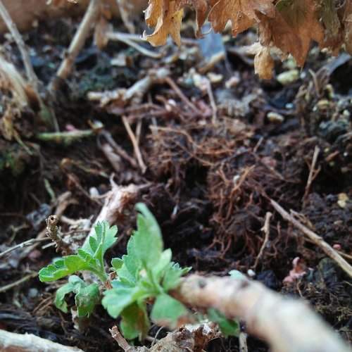 Root