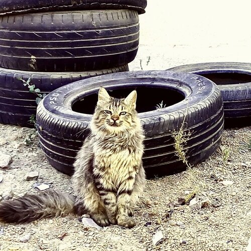 SMART CAT