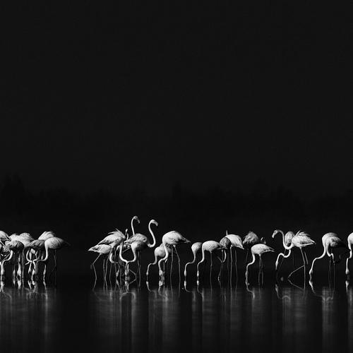 Harmony!!!