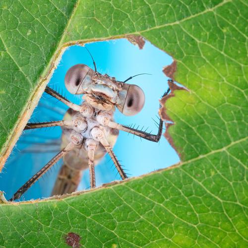 A window into Nature