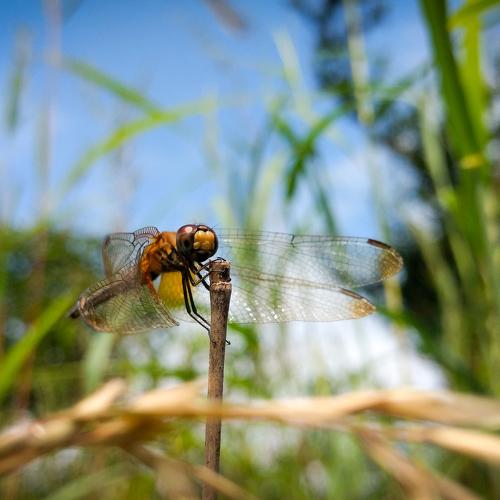 Dragonfly