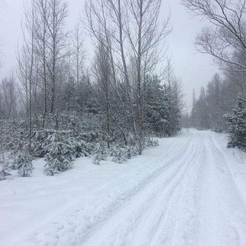 Дорога в Зимний Лес
