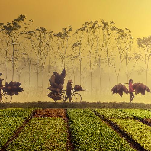 Go through the flowering season