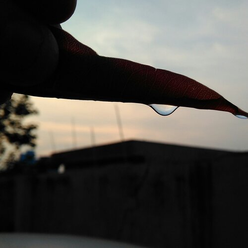 A leaf and a Drop