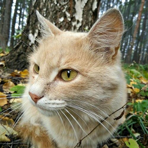 Уличное Солнце