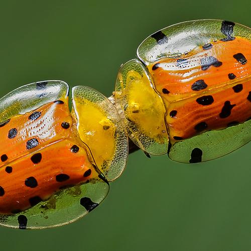 Lady bird meeting