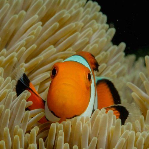 Anemone