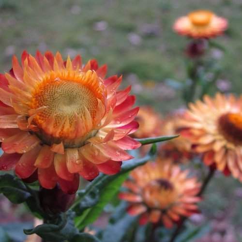 Beauty of colour