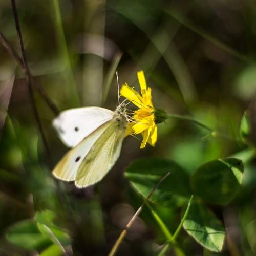 Cabbage butterfly.
