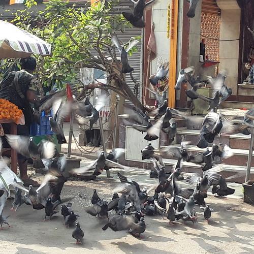 Pigeon