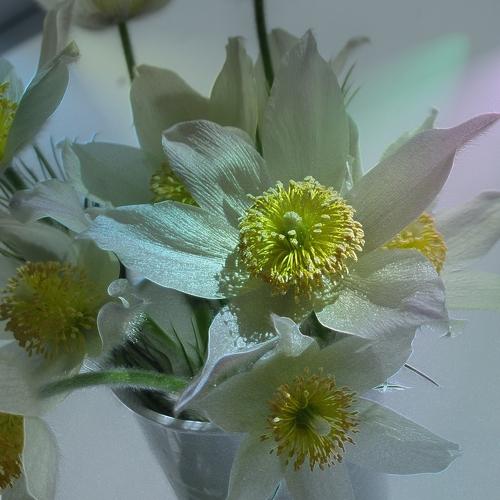 Подснежники