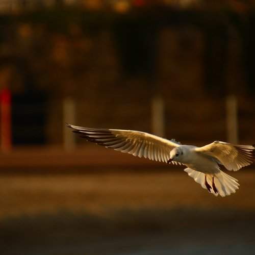Photo #2238772