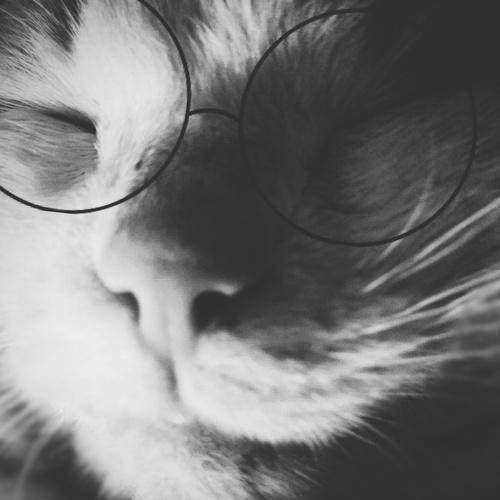Cat Life