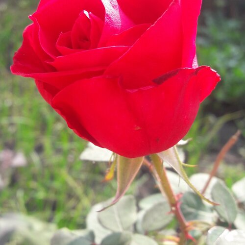 rose